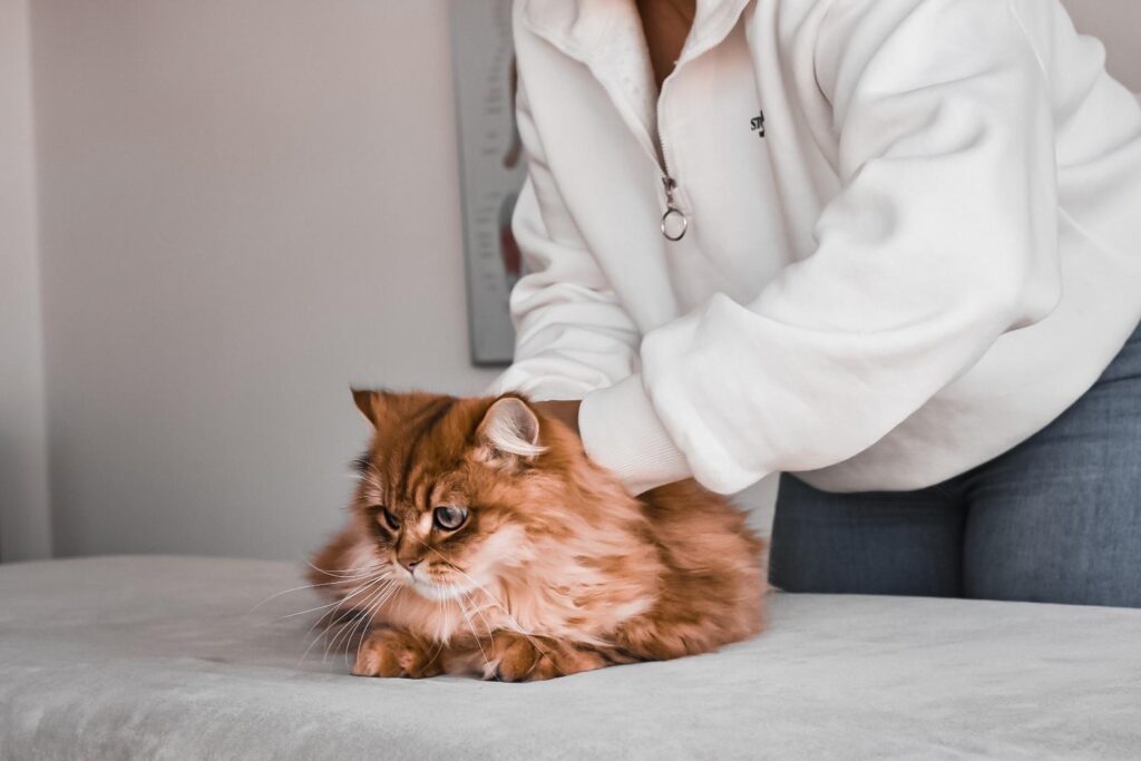 Mirelle van Bart Dierfysiotherapie in Nieuwegein, Ijsselstein en Utrecht - Professionele fysiotherapie voor uw kat