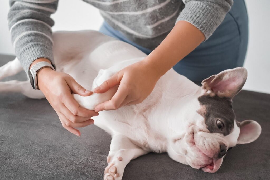 Mirelle van Bart Dierfysiotherapie in Nieuwegein, Ijsselstein en Utrecht - Professionele fysiotherapie voor uw hond