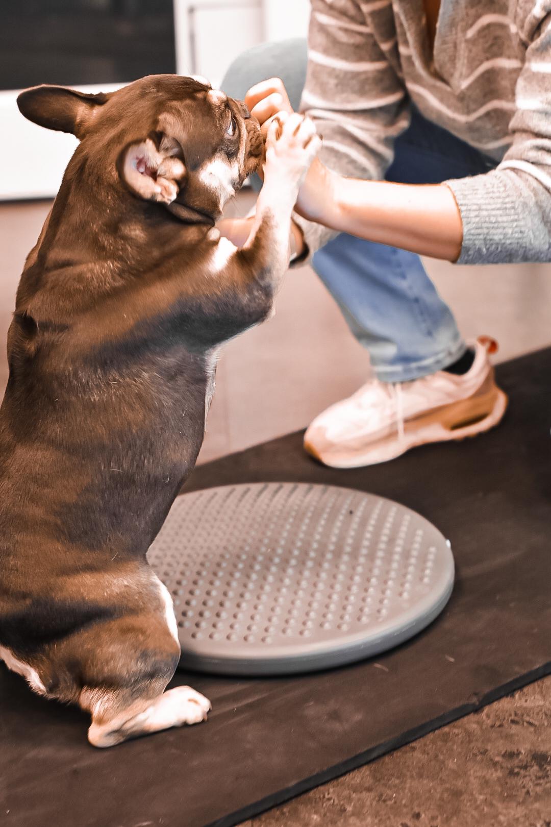 Dierfysiotherapie hond oefentherapie Ijsselstein Utrecht